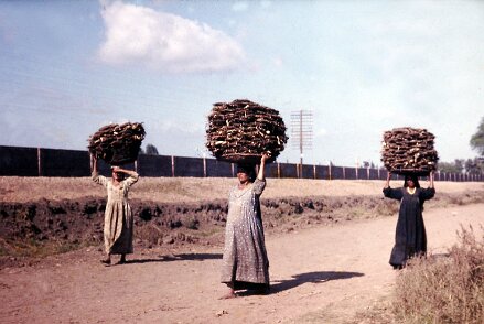${folderTitle} Delta du Nil en 1968... ${