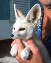 Nelson le fennec L'histoire de Nelson... - OMAN juin 1989 Par Jacques Bernaux Commentaire de Soulard Xavier ex Observeur Oman - 19-06-2012 11:22:04 -> Je me suis bien occupé de...