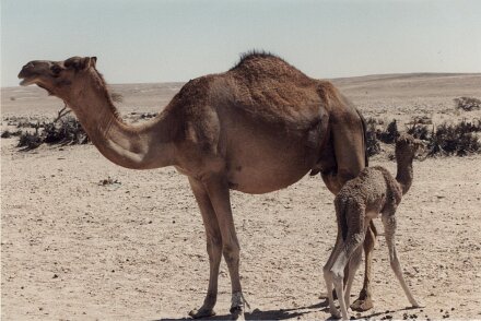 1990: Oman par Christian Madillac ${