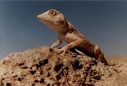 1990: Oman par Christian Madillac ${