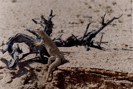 1990: Oman par Christian Madillac ${