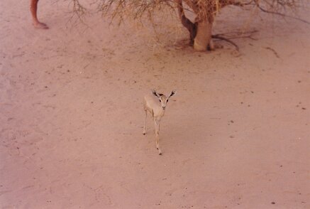 Mission 337 43 56 - Niger 1992 3 région de Termit ${