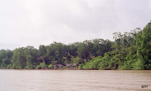 245_VENEZUELA_CGG_1994_023 Shallow Water 424 15 62, dans le delta du Rio Macareo (bassin de l'Orénoque) au Vénézuela en 1994. ${