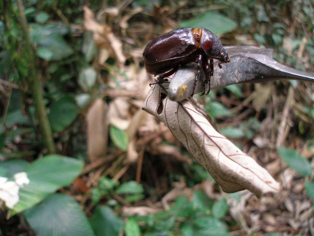 Aprés CGG, séjour au Congo ( Puits d'eau - ZETAH ) - Recherche sable bitumineux, faune