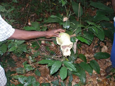 20050531_184800_Congo_Recherche_sable_bitumineux_faune_C_BOIS_P5310026 Après CGG, séjour au Congo (Puits d'eau ZETAH) - Recherche sable bitumineux - Faune 31/05/2005 18:48 Christian BOIS © Christian BOIS