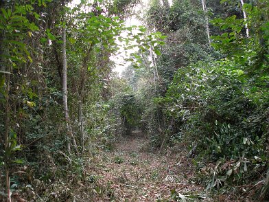 Aprés CGG, séjour au Congo ( Puits d'eau - ZETAH ) - Recherche sable bitumineux/galère - Après CGG, séjour au Congo (Puits d'eau ZETAH) - Recherche sable bitumineux - Galère 27/09/2006 17:08 Christian BOIS © Christian BOIS