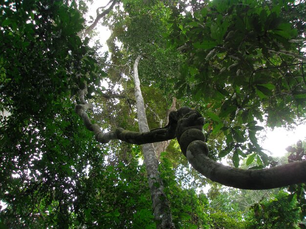Aprés CGG, séjour au Congo ( Puits d'eau - ZETAH ) - Recherche sable bitumineux, photo Congo