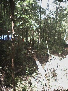 Photos Indonesie - Irian Jaya/Bardas/Barda3 - ${label} ${