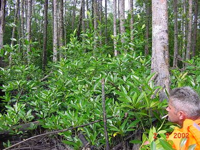 Photos Indonesie - Irian Jaya/Bridging/Bridging_0302 - ${label} ${