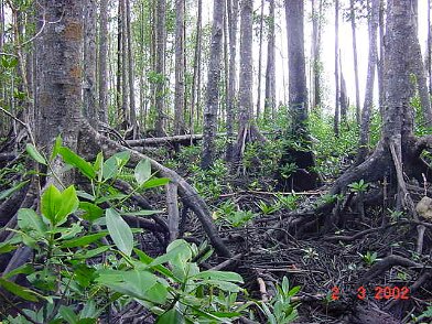 Photos Indonesie - Irian Jaya/Bridging/Bridging_0302 - ${label} ${