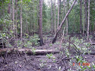 Photos Indonesie - Irian Jaya/Bridging/Bridging_0302 - ${label} ${