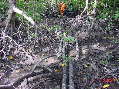Photos Indonesie - Irian Jaya/Bridging/Bridging_0302 - ${label} ${