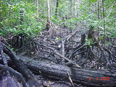 Photos Indonesie - Irian Jaya/Bridging/Bridging_0302 - ${label} ${