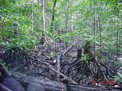 Photos Indonesie - Irian Jaya/Bridging/Bridging_0302 - ${label} ${