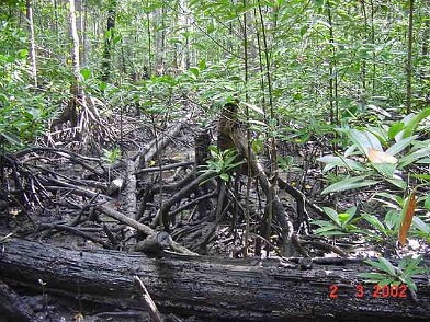 Photos Indonesie - Irian Jaya/Bridging/Bridging_0302 - ${label} ${