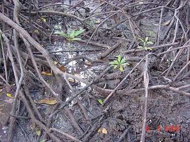Photos Indonesie - Irian Jaya/Bridging/Bridging_0302 - ${label} ${