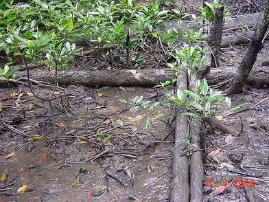 Photos Indonesie - Irian Jaya/Bridging/Bridging_0302 - ${label} ${