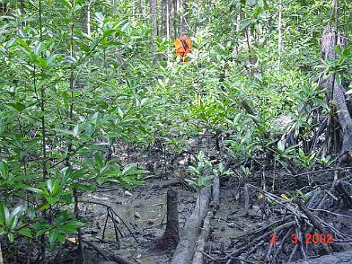 Photos Indonesie - Irian Jaya/Bridging/Bridging_0302 - ${label} ${