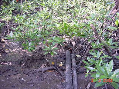Photos Indonesie - Irian Jaya/Bridging/Bridging_0302 - ${label} ${