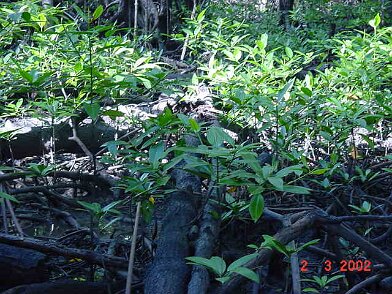 Photos Indonesie - Irian Jaya/Bridging/Bridging_0302 - ${label} ${