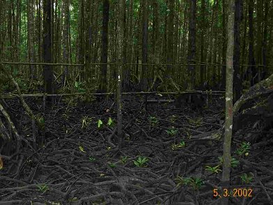 Photos Indonesie - Irian Jaya/Bridging - ${label} ${