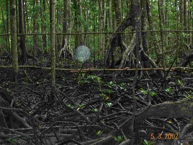 Photos Indonesie - Irian Jaya/Bridging - ${label} ${