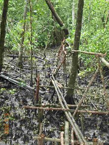 Photos Indonesie - Irian Jaya/Bridging - ${label} ${