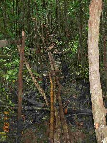 Photos Indonesie - Irian Jaya/Bridging - ${label} ${