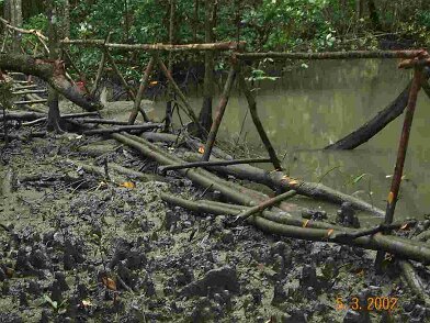 Photos Indonesie - Irian Jaya/Bridging - ${label} ${