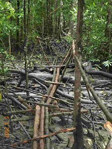 Photos Indonesie - Irian Jaya/Bridging - ${label} ${