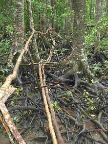 Photos Indonesie - Irian Jaya/Bridging - ${label} ${