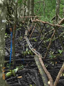 Photos Indonesie - Irian Jaya/Bridging - ${label} ${