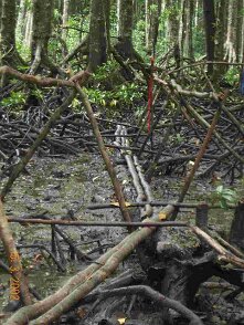 Photos Indonesie - Irian Jaya/Bridging - ${label} ${