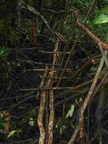 Photos Indonesie - Irian Jaya/Bridging - ${label} ${