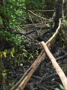 Photos Indonesie - Irian Jaya/Bridging - ${label} ${