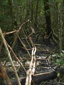 Photos Indonesie - Irian Jaya/Bridging - ${label} ${
