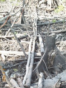 Photos Indonesie - Irian Jaya/Bridging - ${label} ${