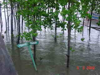Photos Indonesie - Irian Jaya/Type of Mangrove - ${label} ${