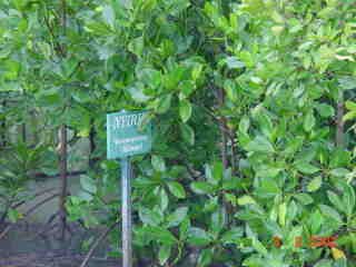 Photos Indonesie - Irian Jaya/Type of Mangrove - ${label} ${