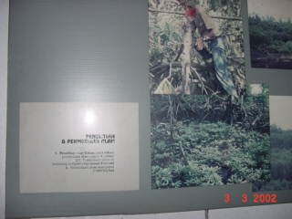 Photos Indonesie - Irian Jaya/Type of Mangrove - ${label} ${