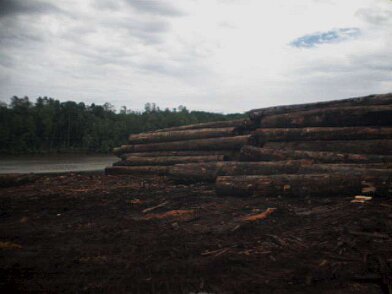 Photos Indonesie - Irian Jaya/Wood in Babo Sawmill - ${label} ${