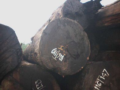 Photos Indonesie - Irian Jaya/Wood in Babo Sawmill - ${label} ${