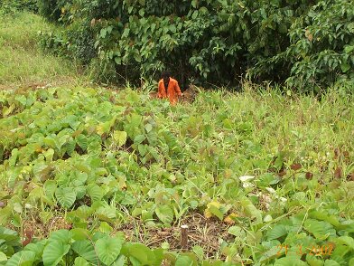 Photos Indonesie - Irian Jaya/base camp station/GPS06 - ${label} ${