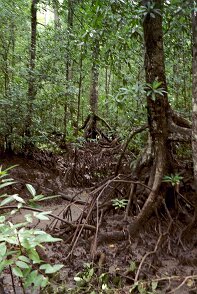 Photos Indonesie - Veronique Larue- photos de sa part/Mangrove - ${label} ${