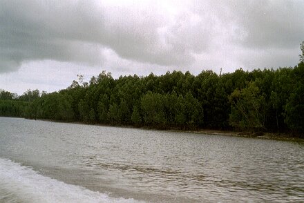 Photos Indonesie - Veronique Larue- photos de sa part/Mangrove - ${label} ${