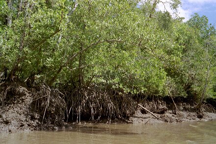 Photos Indonesie - Veronique Larue- photos de sa part/Mangrove - ${label} ${