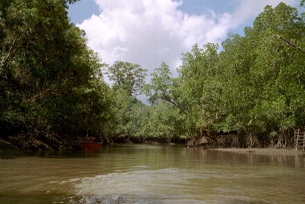 Photos Indonesie - Veronique Larue- photos de sa part/Mangrove - ${label} ${