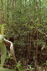 Photos Indonesie - Veronique Larue- photos de sa part/Mangrove - ${label} ${