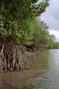 Photos Indonesie - Veronique Larue- photos de sa part/Mangrove - ${label} ${