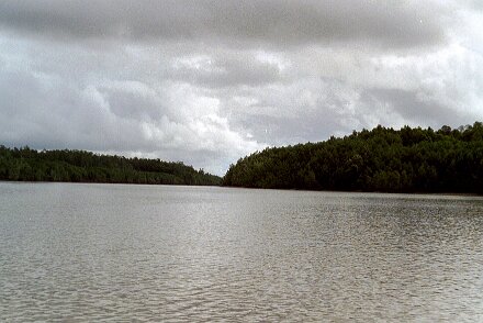 Photos Indonesie - Veronique Larue- photos de sa part/Mangrove - ${label} ${